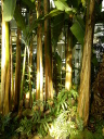 Palmiarnia