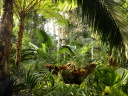 Palmiarnia